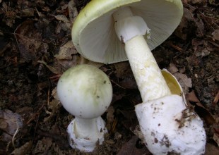 El Departament de Salud Actualiza Advertencia Contra el Consumo de Setas Silvestres Recogidas