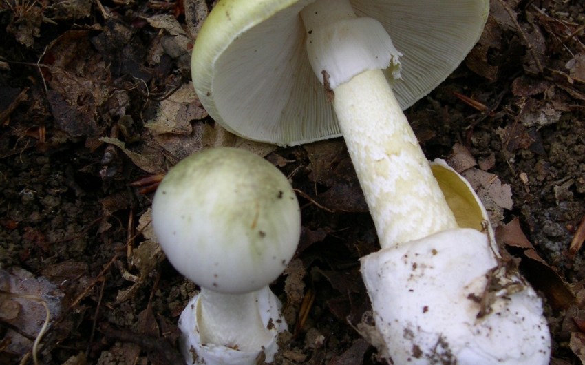 El Departament de Salud Actualiza Advertencia Contra el Consumo de Setas Silvestres Recogidas