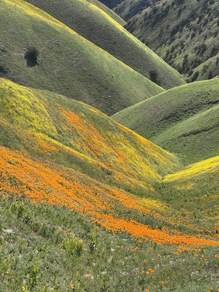 Wildflower Season Arrives at Carrizo Plain National Monument and