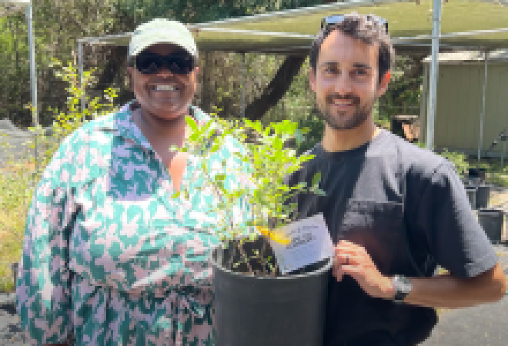 Regresa el Programa Comunitario de Árboles de Santa Barbara Clean Energy