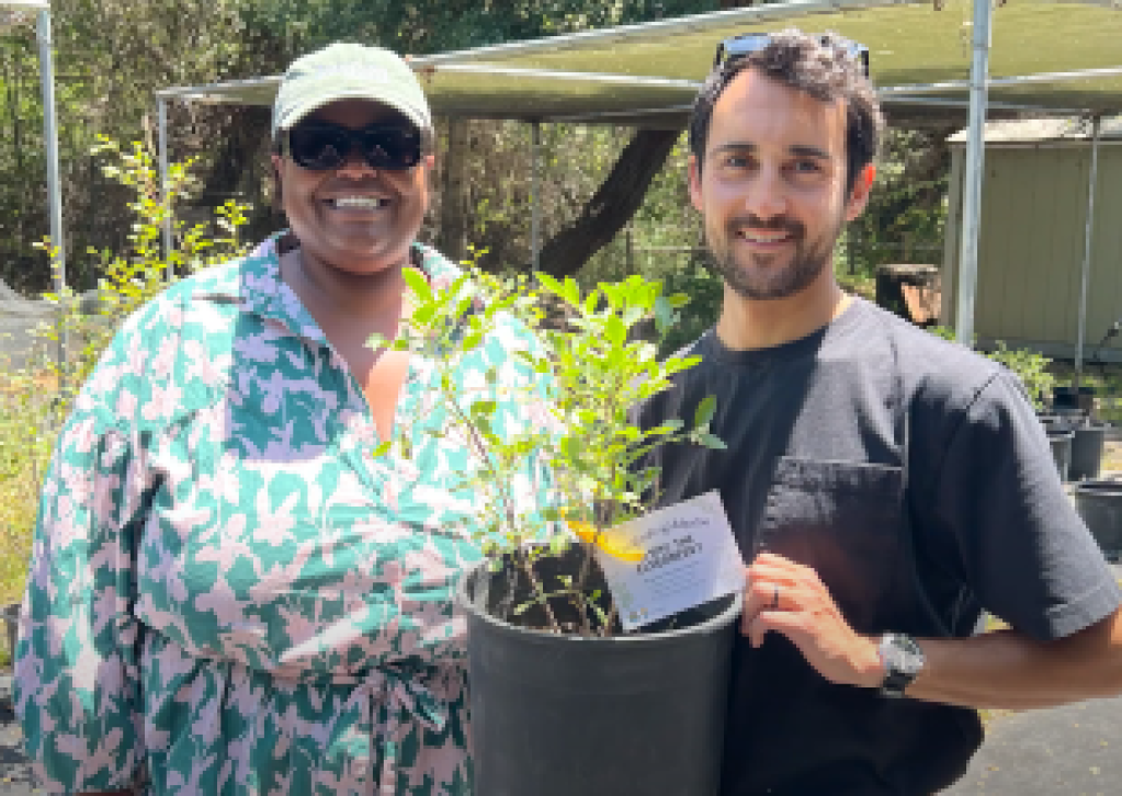 Regresa el Programa Comunitario de Árboles de Santa Barbara Clean Energy