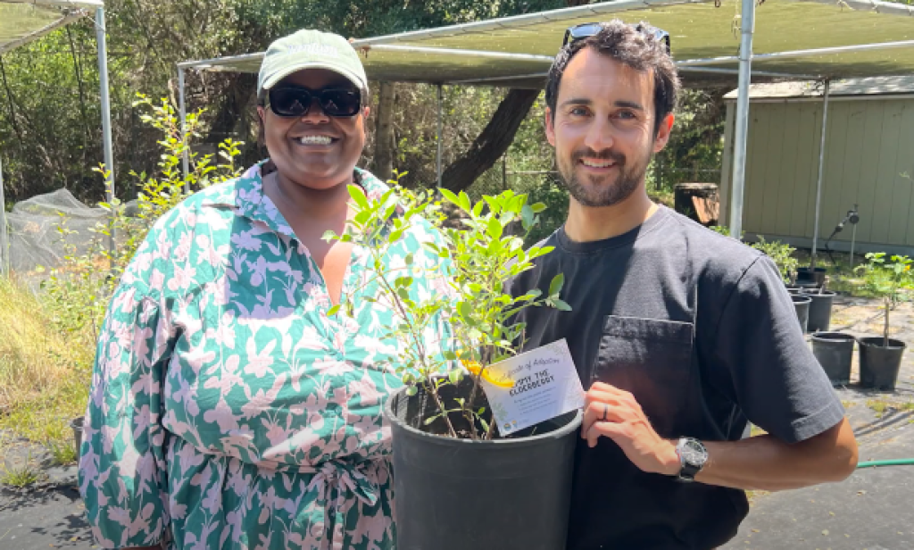 Regresa el Programa Comunitario de Árboles de Santa Barbara Clean Energy