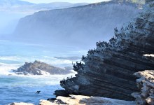 Observing & Conserving CA Coastal Seabirds