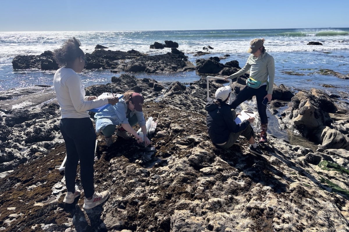 Can Santa Barbara Researchers Bring Rockweed Back from the Brink?
