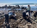 Can Santa Barbara Researchers Bring Rockweed Back from the Brink?
