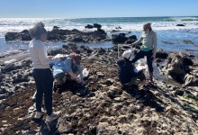 Can Santa Barbara Researchers Bring Rockweed Back from the Brink?