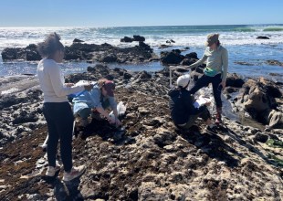 Can Santa Barbara Researchers Bring Rockweed Back from the Brink?