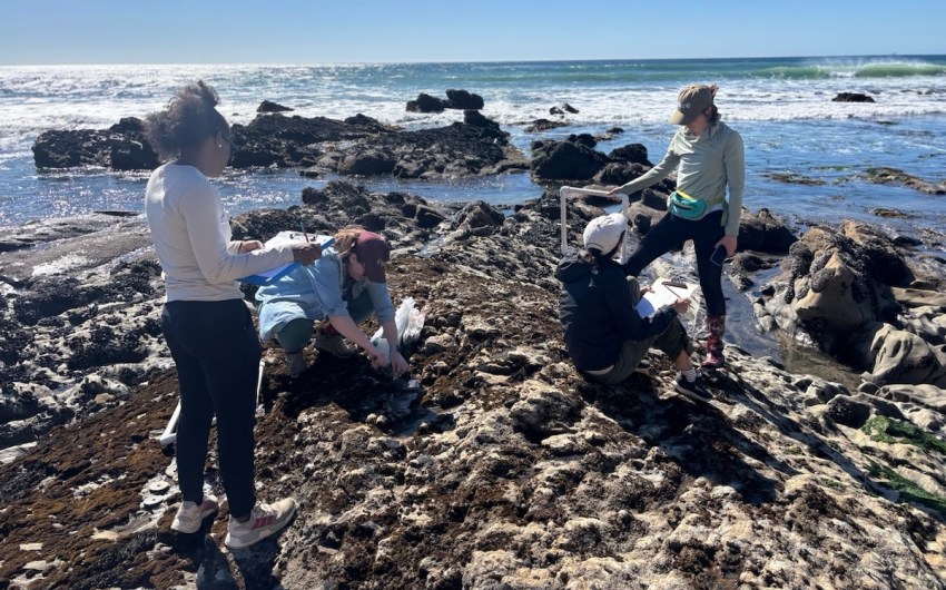Can Santa Barbara Researchers Bring Rockweed Back from the Brink?