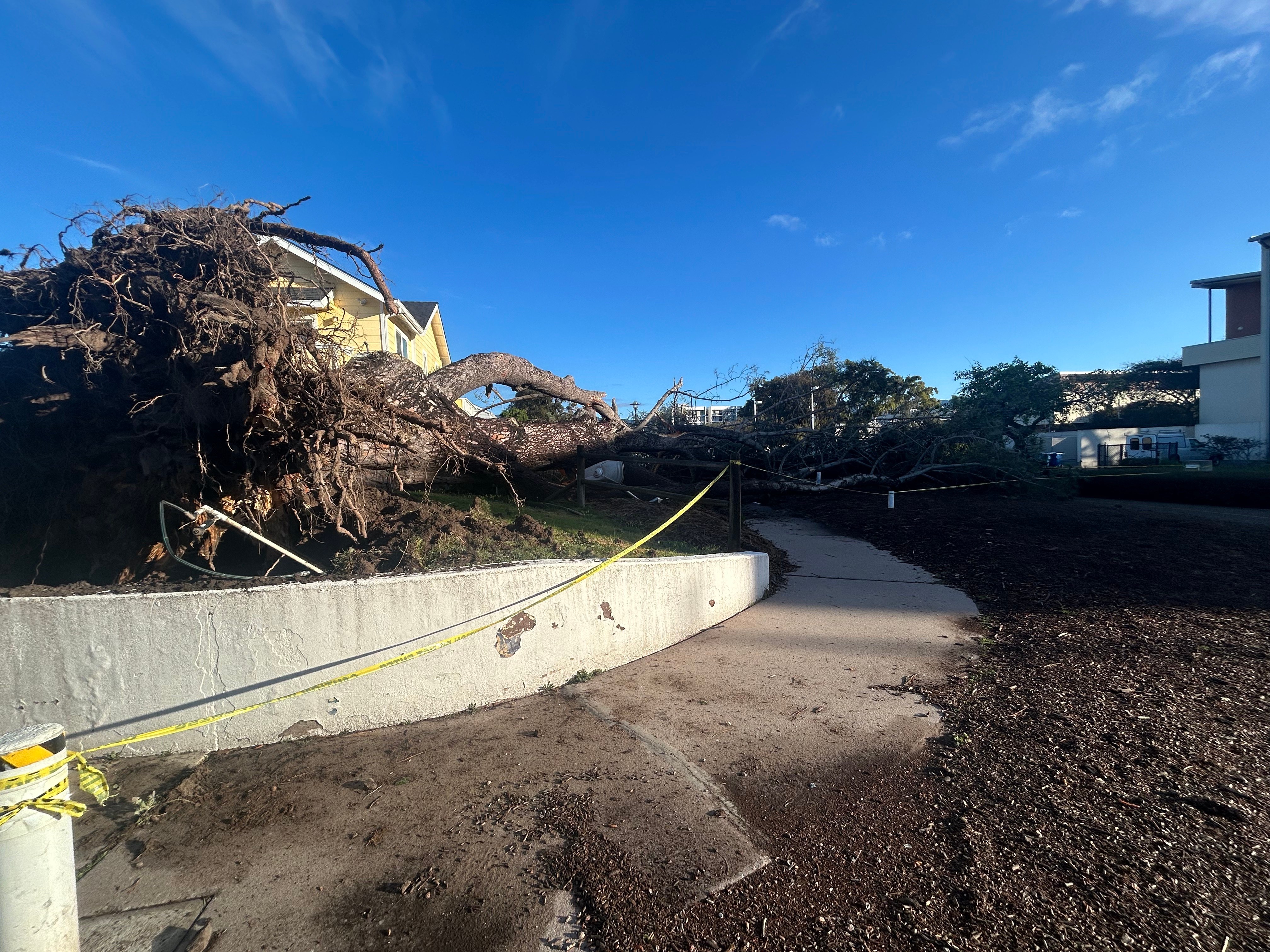 Storms Bring High Winds, Downed Trees, Bursts of Heavy Rain, and ...