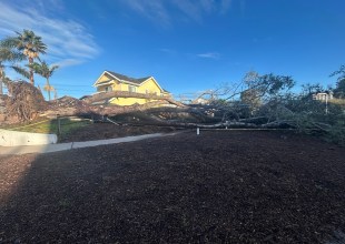 Storms Bring High Winds, Downed Trees, Bursts of Heavy Rain, and Tornado Warning to Santa Barbara County