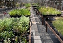 Volunteer at our Native Plant Nursery