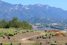 Volunteer Planting Day: ‘al-tipašumawiš Ethnobotan