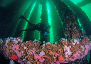 California to Weigh In on Fate of Platform Holly off Goleta’s Coast