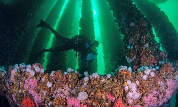 California to Weigh in on Fate of Platform Holly off Goleta’s Coast