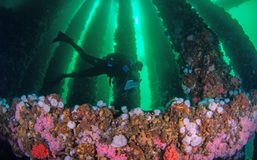 California to Weigh In on Fate of Platform Holly off Goleta’s Coast