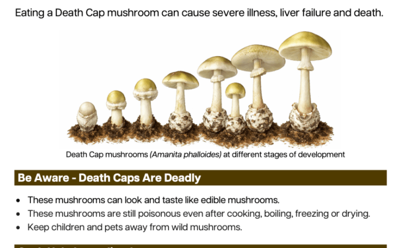 County Health Issues Update on State Advisory Warning Against Consumption of Foraged Wild Mushrooms