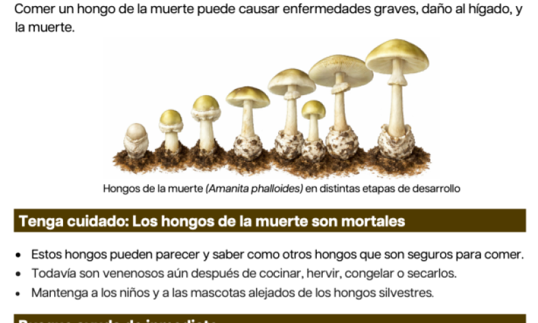 El Departament de Salud Actualiza Advertencia Contra el Consumo de Setas Silvestres Recogidas