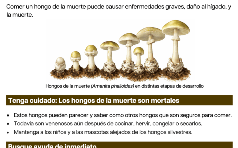 El Departament de Salud Actualiza Advertencia Contra el Consumo de Setas Silvestres Recogidas