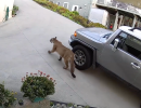 Multiple Mountain Lion Sightings Reported in Santa Barbara