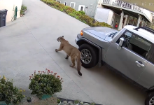 Multiple Mountain Lion Sightings Reported in Santa Barbara