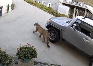 Multiple Mountain Lion Sightings Reported in Santa Barbara