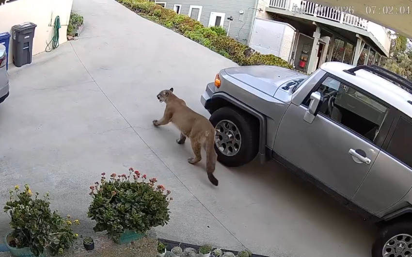 Multiple Mountain Lion Sightings Reported in Santa Barbara