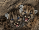 Facing ‘Extinction Vortex,’ California Grants New Protections To Some Mountain Lions
