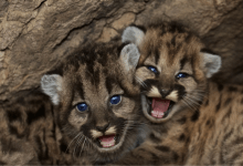 Facing ‘Extinction Vortex,’ California Grants New Protections To Some Mountain Lions