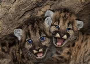 Facing ‘Extinction Vortex,’ California Grants New Protections To Some Mountain Lions