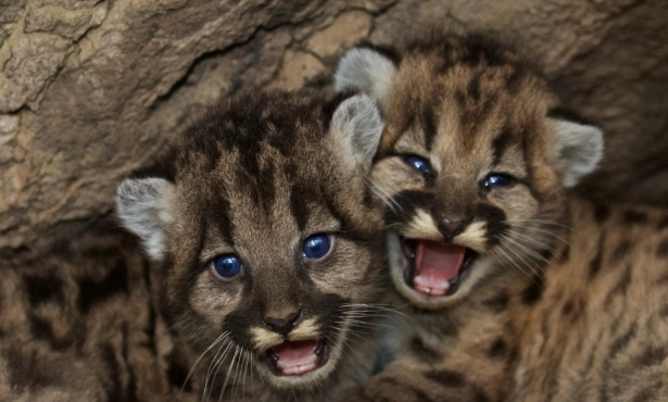 Facing ‘Extinction Vortex,’ California Grants New Protections To Some Mountain Lions