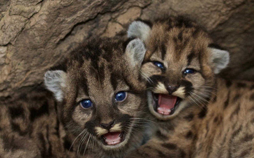 Facing ‘Extinction Vortex,’ California Grants New Protections To Some Mountain Lions