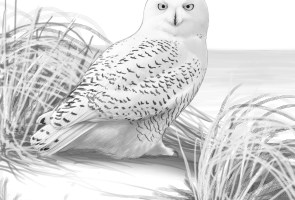 The Courage of Birds with Pete Dunne