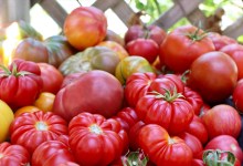 Tomatomania! Santa Ynez Valley