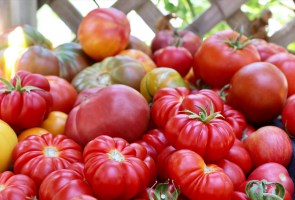 Tomatomania! Santa Ynez Valley
