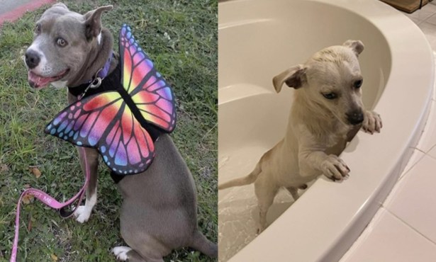 Sunshine and  Shohei