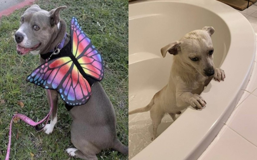 Sunshine and  Shohei