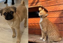 Macaroni and Stewart