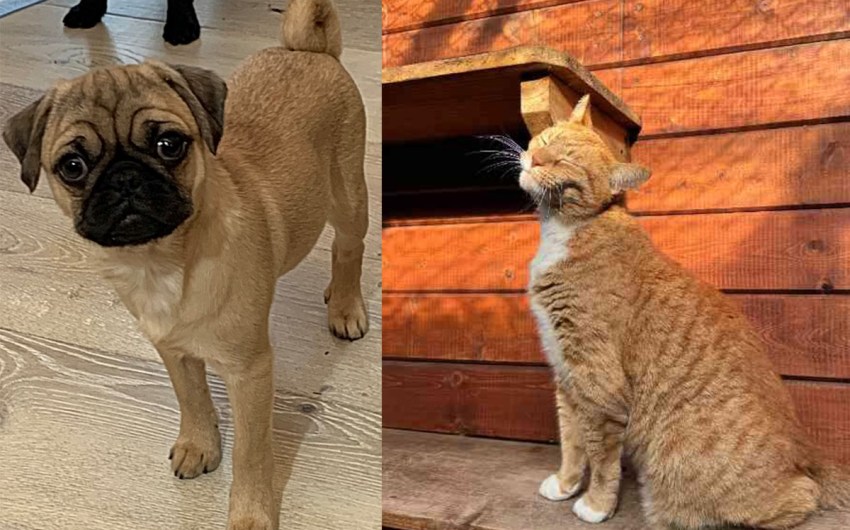 Macaroni and Stewart