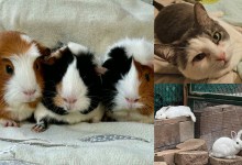 Blossom, Buttercup and Bubbles, Shania and Taylor, and Wallace