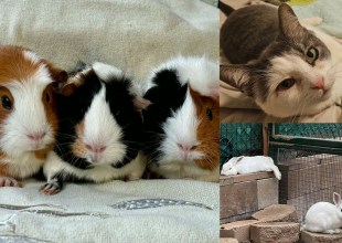 Blossom, Buttercup and Bubbles, Shania and Taylor, and Wallace