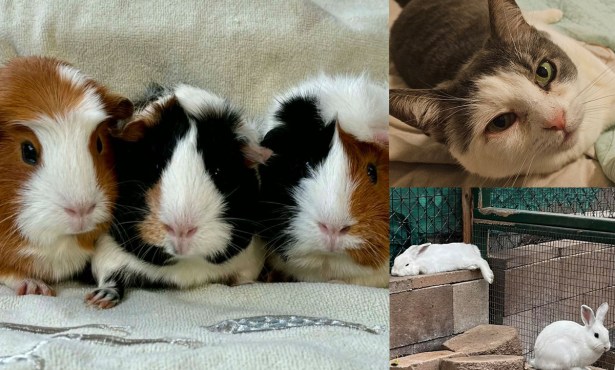 Blossom, Buttercup and Bubbles, Shania and Taylor, and Wallace