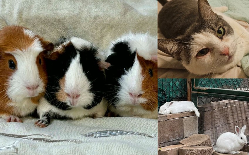 Blossom, Buttercup and Bubbles, Shania and Taylor, and Wallace