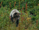 UC Santa Barbara Student Documentary on California Grizzlies to Screen at SBIFF