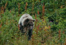 UC Santa Barbara Student Documentary on California Grizzlies to Screen at SBIFF