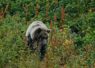 UC Santa Barbara Student Documentary on California Grizzlies to Screen at SBIFF