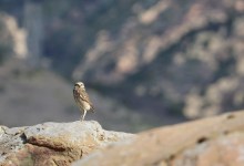 2026 Great Backyard Bird Count