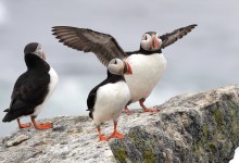 Saving Birds to Save the Planet