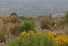 Elings Park Transformation Project