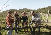 Hands-On Vineyard Pruning Experience
