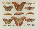 The Collectors: A Life in Lepidoptera Exhibit Open